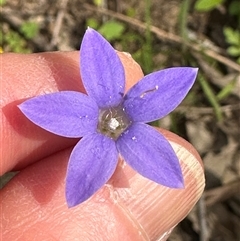 Wahlenbergia capillaris (Tufted Bluebell) by lbradley