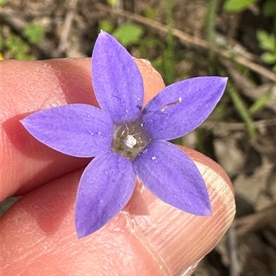 Wahlenbergia capillaris (Tufted Bluebell) at  - suppressed by lbradley
