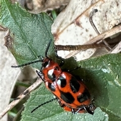 Phyllocharis cyanicornis (Nine-spotted leaf-beetle) by lbradley