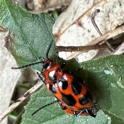 Phyllocharis cyanicornis (Nine-spotted leaf-beetle) at  - suppressed by lbradley