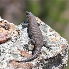 Egernia cunninghami (Cunningham's Skink) at Strathnairn, ACT - 18 Sep 2025 by TimL