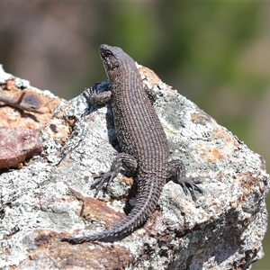 Egernia cunninghami (Cunningham's Skink) at Strathnairn, ACT - 18 Sep 2025 by TimL