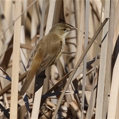Acrocephalus australis (Australian Reed-Warbler) at Bonython, ACT - 18 Sep 2025 by RodDeb