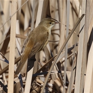 Acrocephalus australis (Australian Reed-Warbler) at Bonython, ACT - 18 Sep 2025 by RodDeb