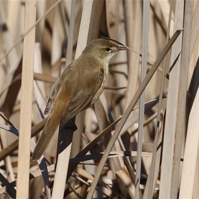 Acrocephalus australis (Australian Reed-Warbler) at Bonython, ACT - 18 Sep 2025 by RodDeb