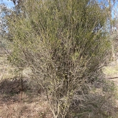Melaleuca parvistaminea (Small-flowered Honey-myrtle) at Watson, ACT - 19 Sep 2025 by waltraud