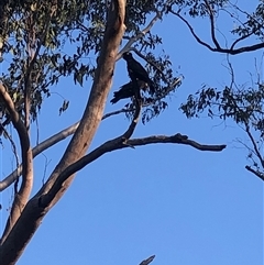 Zanda funerea (Yellow-tailed Black-Cockatoo) at Kungala, NSW - 19 Sep 2025 by donnanchris