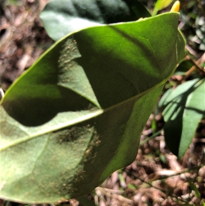 Pittosporum revolutum at Kungala, NSW - 18 Sep 2025 by donnanchris