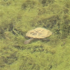 Chelodina longicollis (Eastern Long-necked Turtle) at Tharwa, ACT - 19 Sep 2025 by ChrisHolder