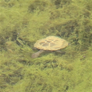 Chelodina longicollis (Eastern Long-necked Turtle) at Tharwa, ACT - 19 Sep 2025 by ChrisHolder