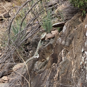 Intellagama lesueurii howittii (Gippsland Water Dragon) at Tharwa, ACT - 19 Sep 2025 by ChrisHolder