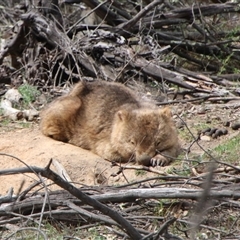 Vombatus ursinus (Bare-nosed Wombat, Common wombat) at Tharwa, ACT - 19 Sep 2025 by ChrisHolder