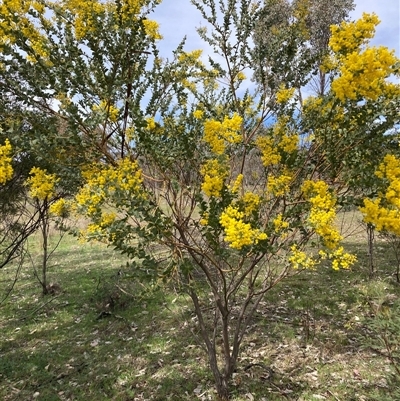 Acacia cultriformis (Knife Leaf Wattle) at Kenny, ACT - 19 Sep 2025 by waltraud