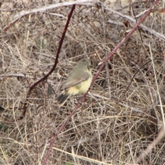 Acanthiza reguloides (Buff-rumped Thornbill) at Tharwa, ACT - 19 Sep 2025 by ChrisHolder