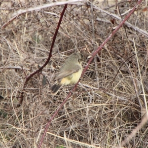 Acanthiza reguloides (Buff-rumped Thornbill) at Tharwa, ACT - 19 Sep 2025 by ChrisHolder