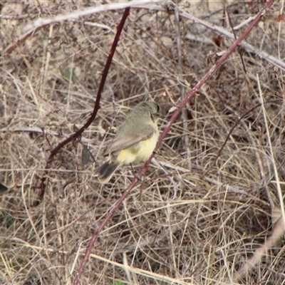 Acanthiza reguloides (Buff-rumped Thornbill) at Tharwa, ACT - 19 Sep 2025 by ChrisHolder