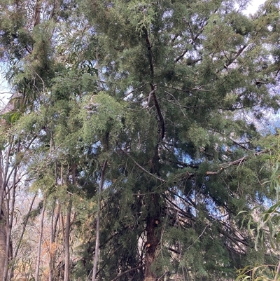 Hesperocyparis arizonica (Arizona Cypress) at Kenny, ACT - 19 Sep 2025 by waltraud