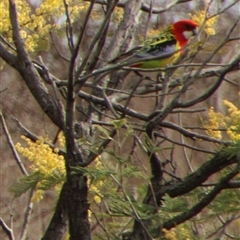 Platycercus eximius (Eastern Rosella) at Tharwa, ACT - 19 Sep 2025 by ChrisHolder