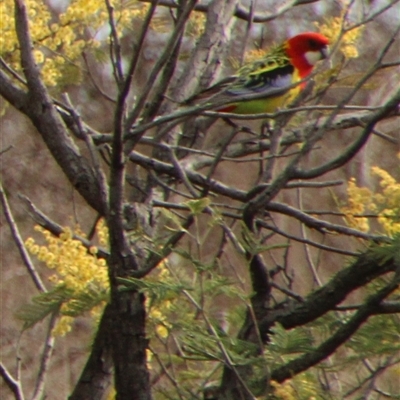 Platycercus eximius (Eastern Rosella) at Tharwa, ACT - 19 Sep 2025 by ChrisHolder