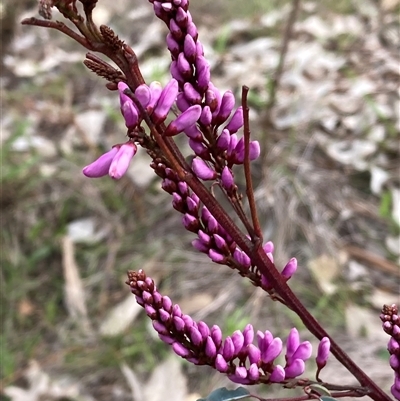 Indigofera australis subsp. australis (Australian Indigo) at Kenny, ACT - 19 Sep 2025 by waltraud