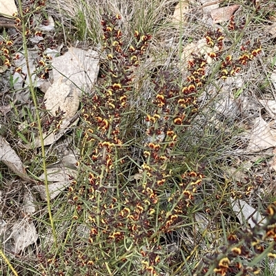 Daviesia genistifolia (Broom Bitter Pea) at Watson, ACT - 19 Sep 2025 by waltraud
