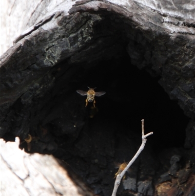 Apis mellifera (European honey bee) at Tharwa, ACT - 19 Sep 2025 by ChrisHolder