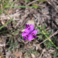 Swainsona (genus) at Tharwa, ACT - 19 Sep 2025 by ChrisHolder