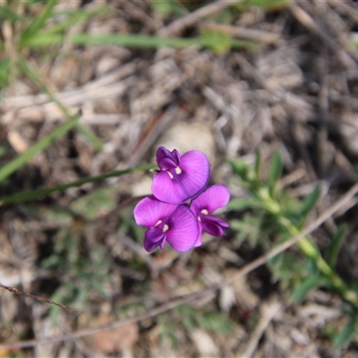 Swainsona (genus) at Tharwa, ACT - 19 Sep 2025 by ChrisHolder