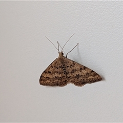 Scopula rubraria (Reddish Wave, Plantain Moth) at Franklin, ACT - 19 Sep 2025 by chriselidie
