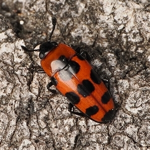Episcaphula australis (Fungus beetle) by debhart