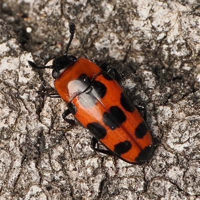 Episcaphula australis (Fungus beetle) at  - suppressed by debhart