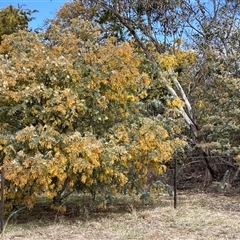 Acacia baileyana (Cootamundra Wattle, Golden Mimosa) at Watson, ACT - 19 Sep 2025 by waltraud