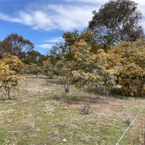 Acacia baileyana at Watson, ACT - 19 Sep 2025 12:21 PM