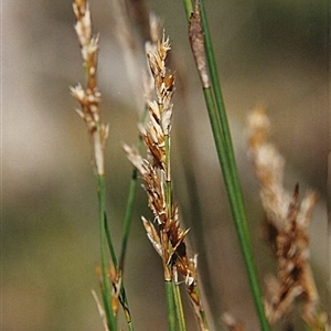 Lepidosperma laterale at Shannondale, NSW - 19 Sep 2025 by PEdwards