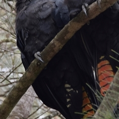 Calyptorhynchus lathami lathami (Glossy Black-Cockatoo) at Windellama, NSW - 24 Nov 2018 by GITM3