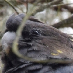 Calyptorhynchus lathami lathami at Windellama, NSW - suppressed