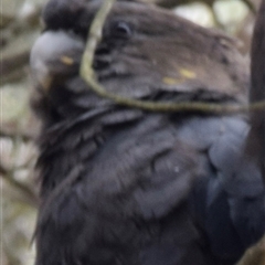 Calyptorhynchus lathami lathami at Windellama, NSW - suppressed