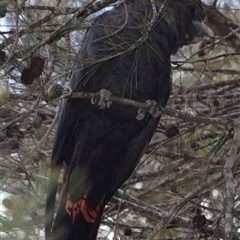 Calyptorhynchus lathami lathami at Windellama, NSW - suppressed