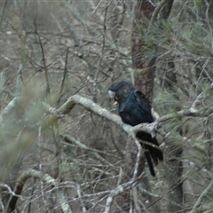 Calyptorhynchus lathami lathami (Glossy Black-Cockatoo) at Windellama, NSW - 23 Nov 2018 by GITM3
