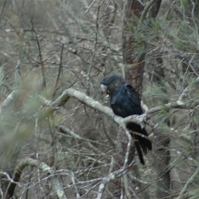 Calyptorhynchus lathami lathami (Glossy Black-Cockatoo) at Windellama, NSW - 23 Nov 2018 by GITM3