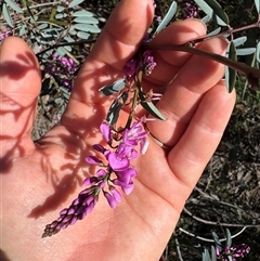 Indigofera australis subsp. australis (Australian Indigo) at Acton, ACT - 18 Sep 2025 by LeahColebrook