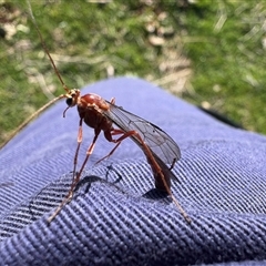Unverified Parasitic wasp (numerous families) at Whitlam, ACT - 19 Sep 2025 by LeahColebrook