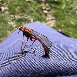 Unverified Parasitic wasp (numerous families) at Whitlam, ACT - 19 Sep 2025 by LeahColebrook
