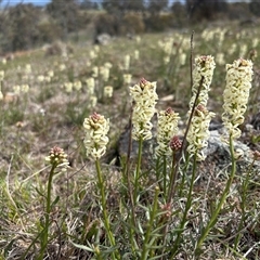 Stackhousia monogyna (Creamy Candles) at Whitlam, ACT - 19 Sep 2025 by LeahColebrook