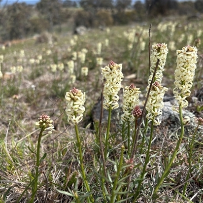 Stackhousia monogyna (Creamy Candles) at Whitlam, ACT - 19 Sep 2025 by LeahColebrook
