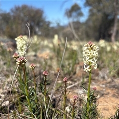 Stackhousia monogyna at Whitlam, ACT - suppressed