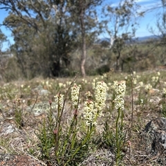 Stackhousia monogyna at Whitlam, ACT - suppressed