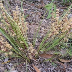 Lomandra multiflora at Shannondale, NSW - 12 Sep 2006 by PEdwards