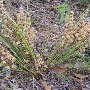 Lomandra multiflora at Shannondale, NSW - 12 Sep 2006 by PEdwards