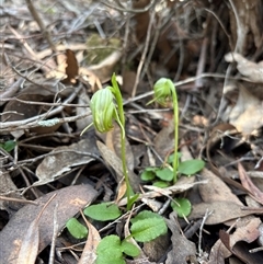 Pterostylis nutans (Nodding Greenhood) at Acton, ACT - 17 Sep 2025 by LeahColebrook